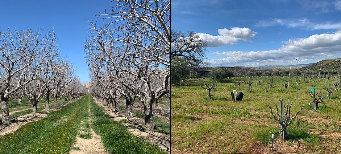 Composite photo of an orchard on theleft and a vineyard on the right. Both are in California's Central Valley
