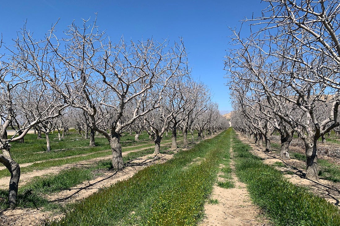 Dry orchard.