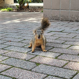 Squirrel