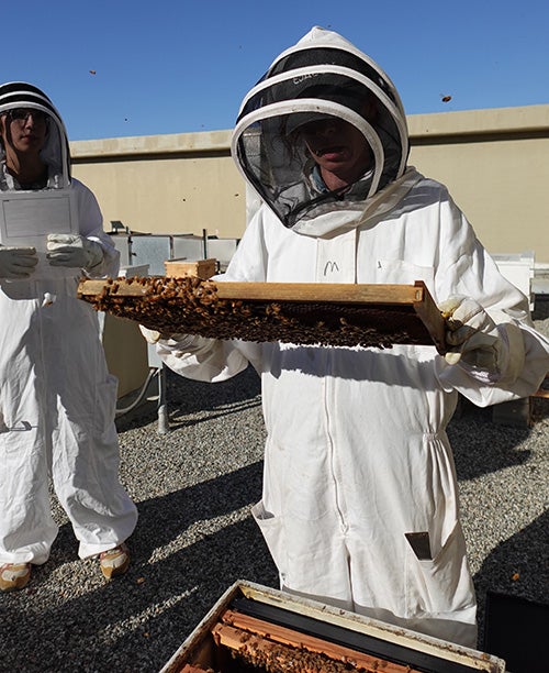 Diana Winters in a beekeeping outfit tending to bees