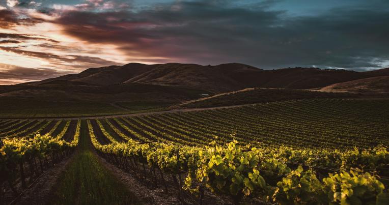 Crops in a California field