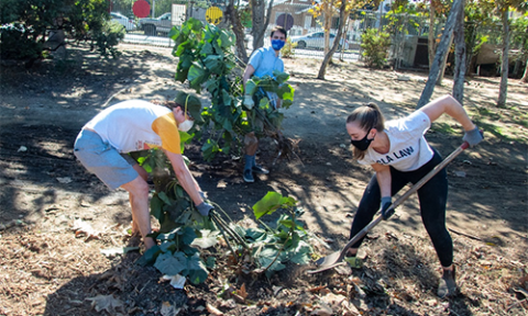 UCLA Law students participate in a community garden clean-up during the inaugural 2020 Public Service Challenge.