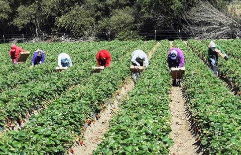 workers harvesting on farm
